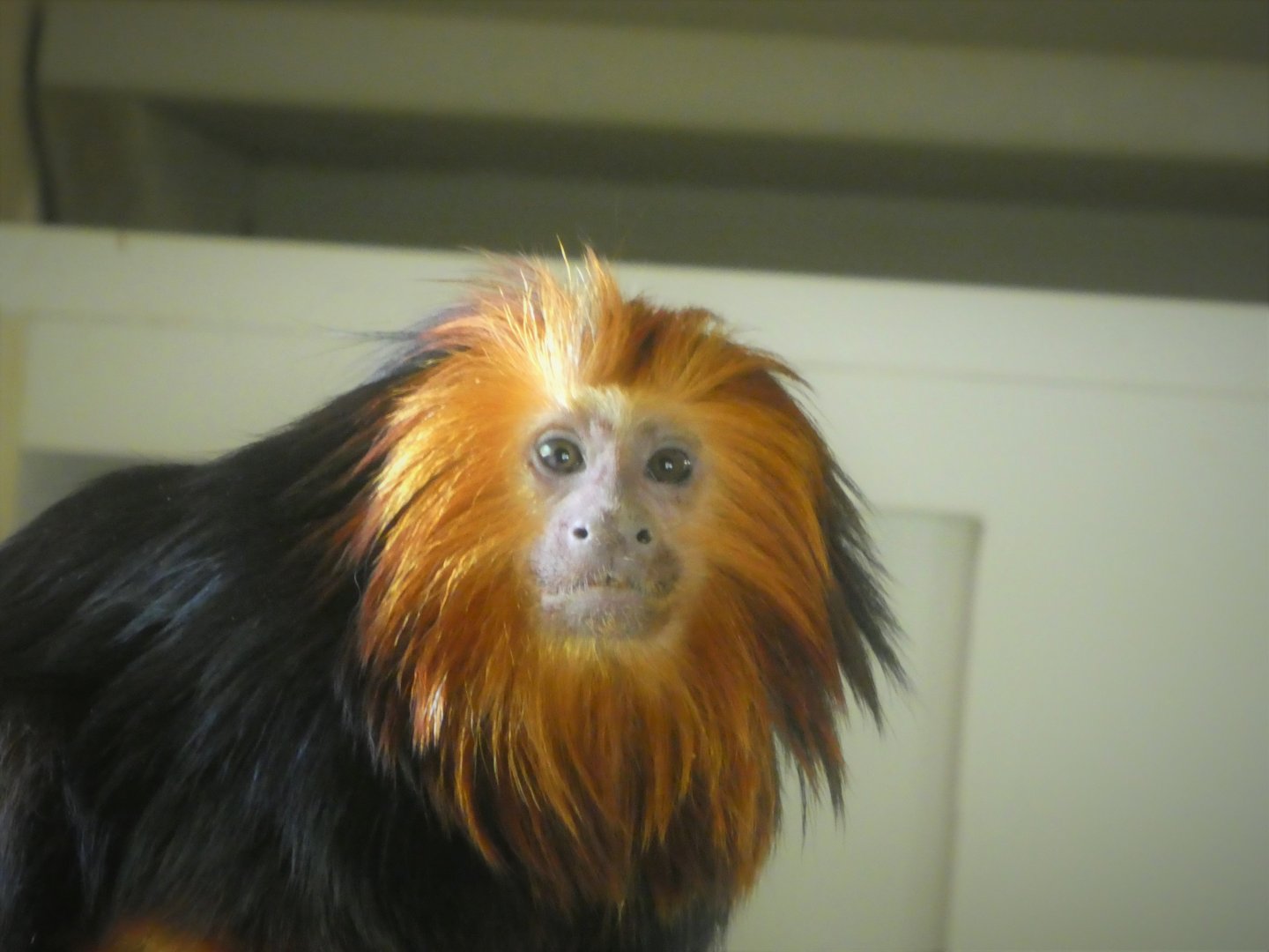 Canopy Creatures - Golden-headed Lion Tamarin