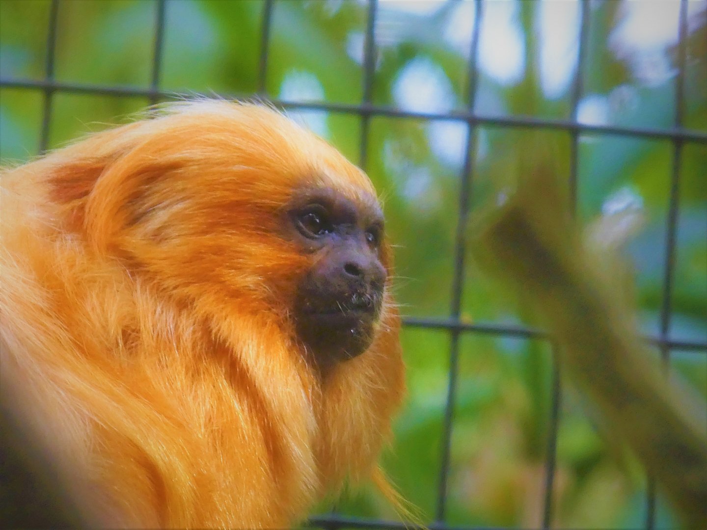 Canopy Creatures - Golden Lion Tamarin