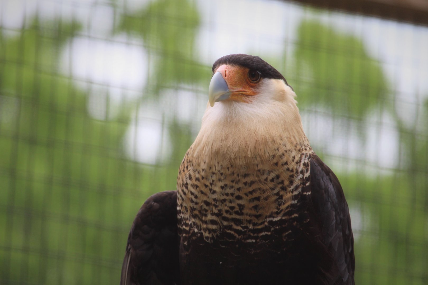 Canopy Creatures - Northern Crested Caracara