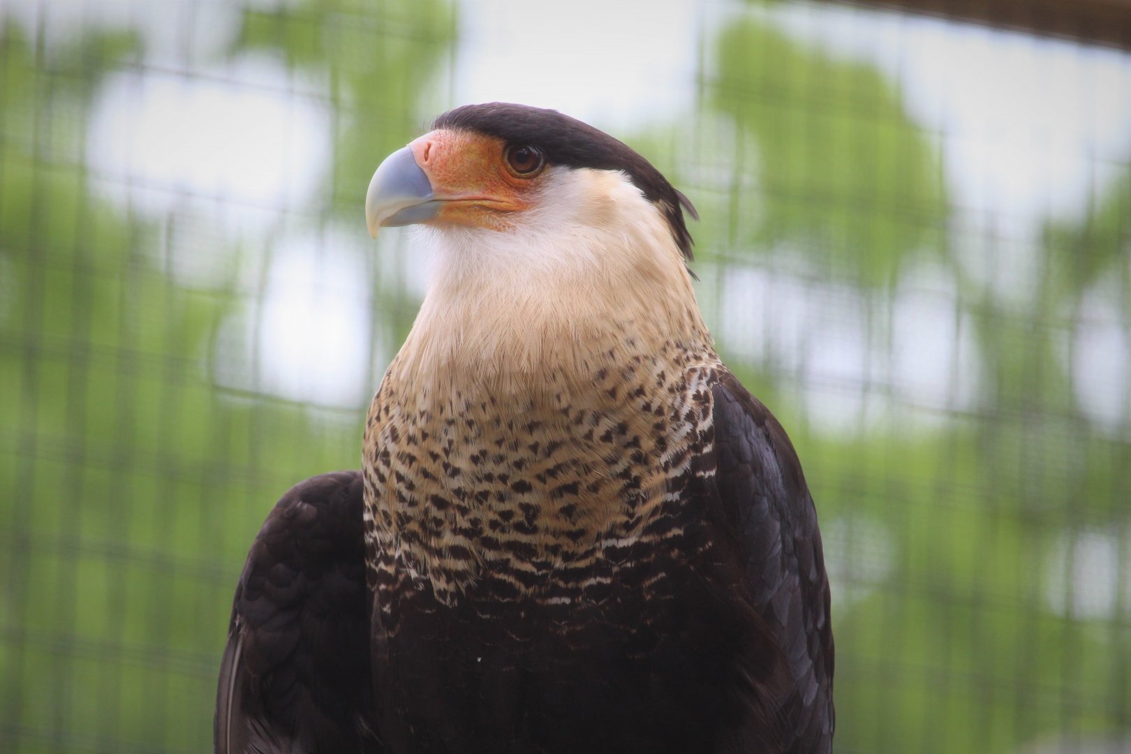 Canopy Creatures - Northern Crested Caracara