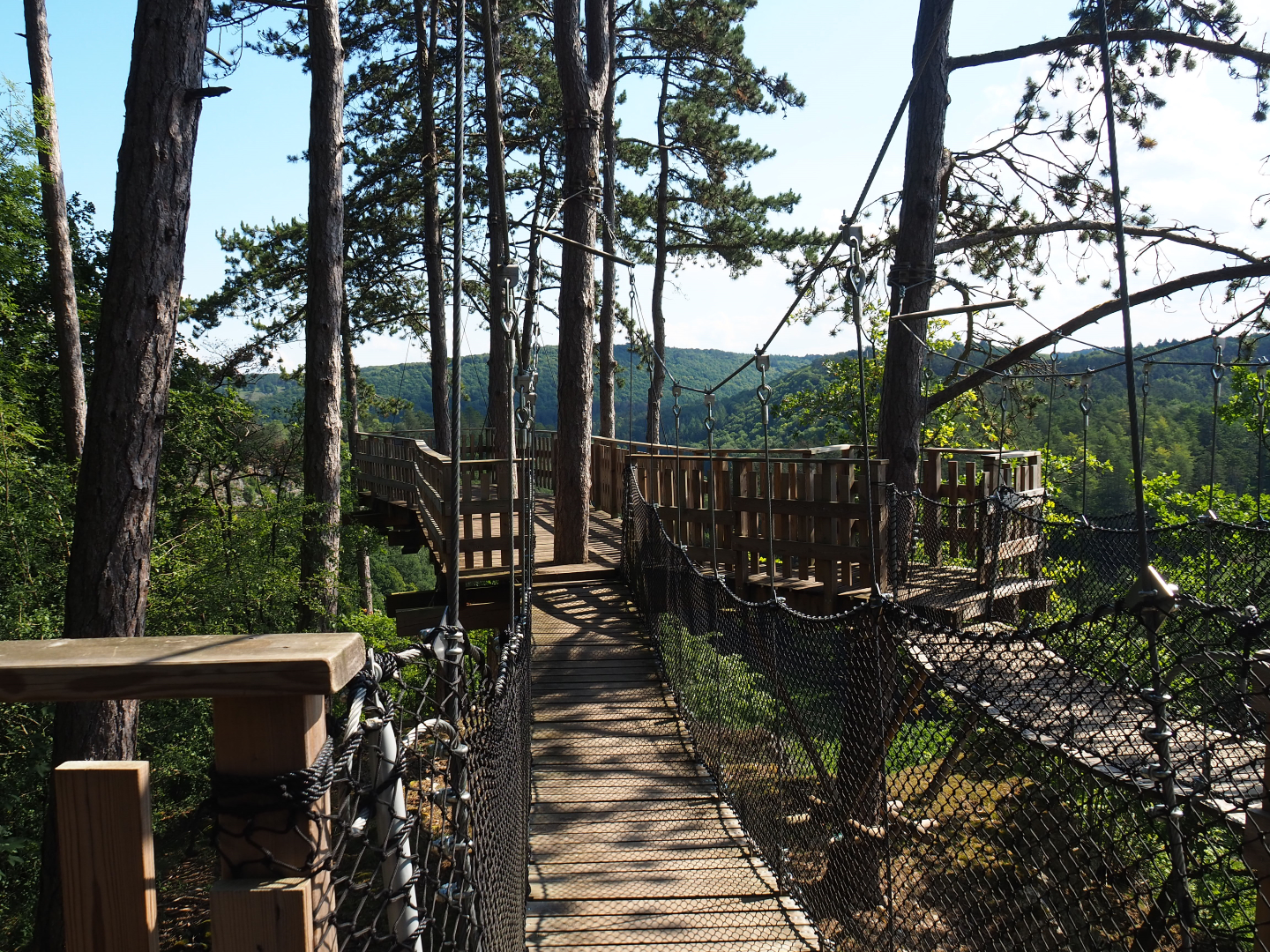 Canopy trail, 2020-07-12