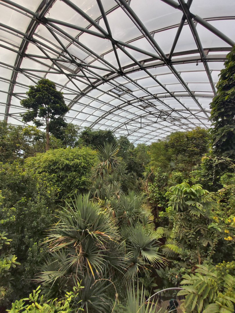 Canopy view - Masoala rainforest