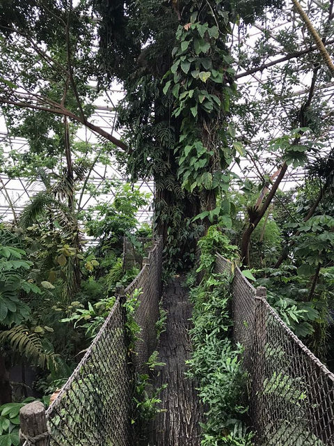 Canopy walk in the South-America dome