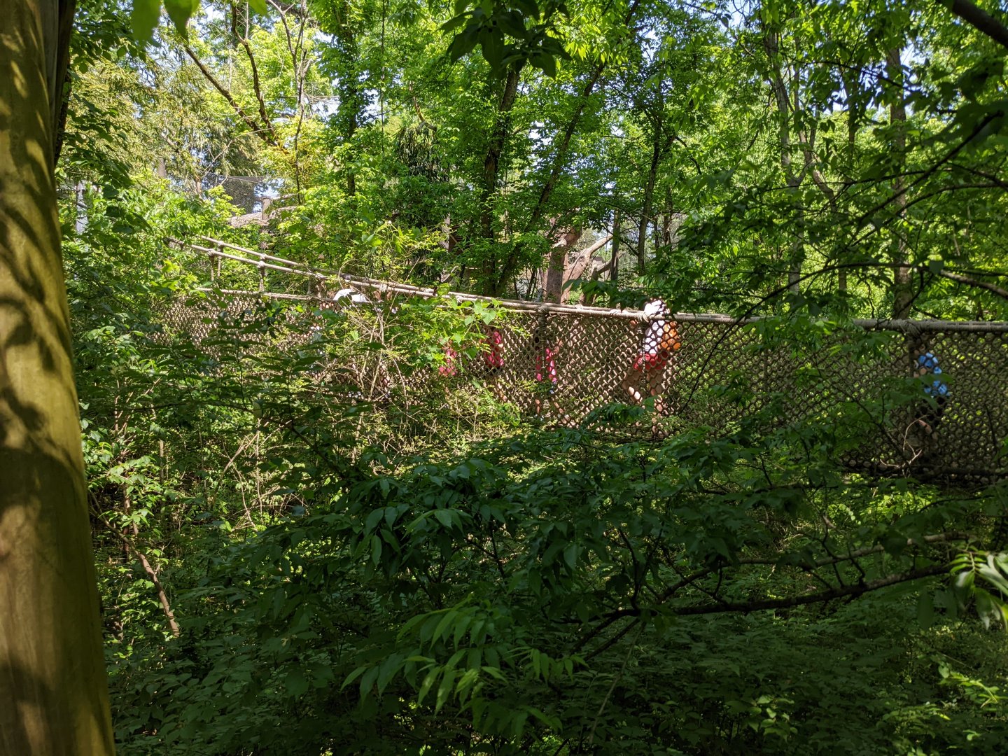 Canopy Walkway at Spider Monkey Exhibit