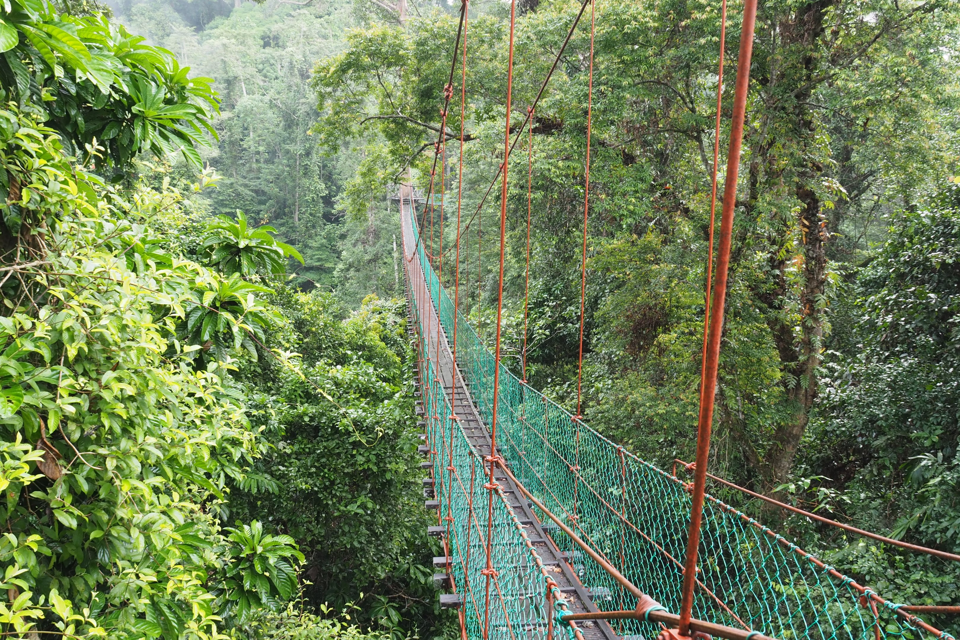 Canopy Walkway - Danum Valley, Sabah, Borneo