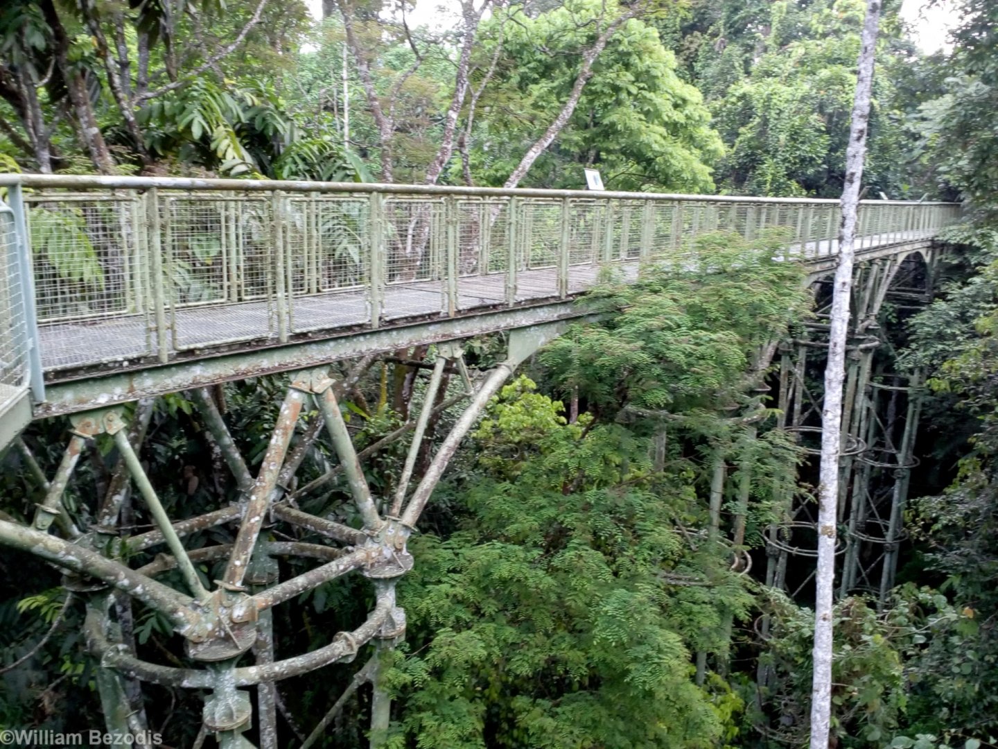 Canopy Walkway - Rainforest Discovery Centre Sepilok