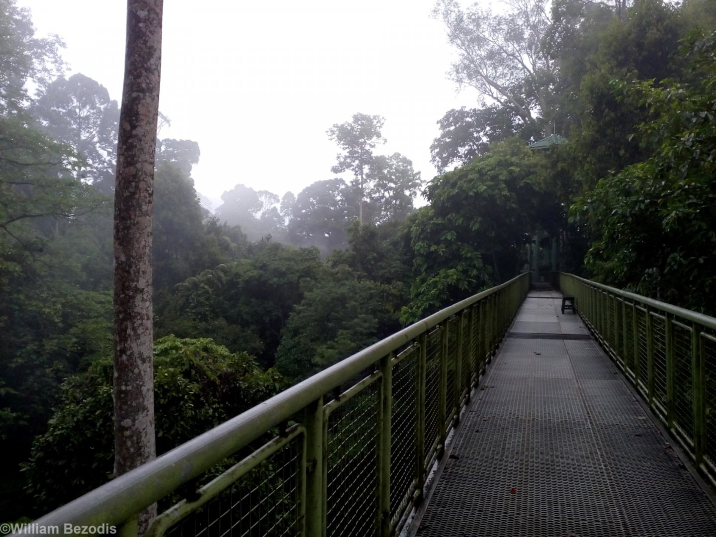 Canopy Walkway - Rainforest Discovery Centre Sepilok