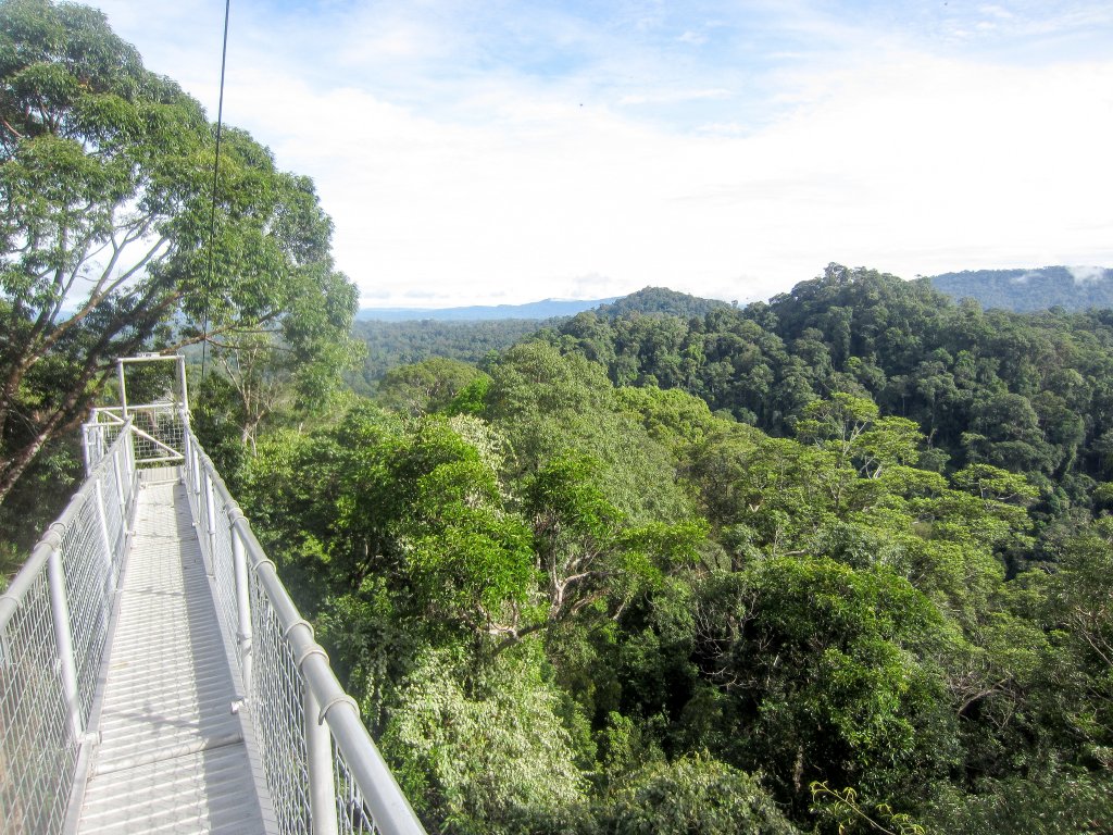 Canopy Walkway view