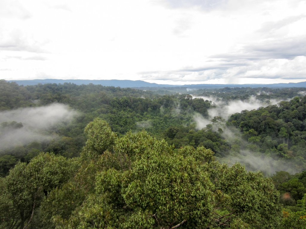 Canopy Walkway view