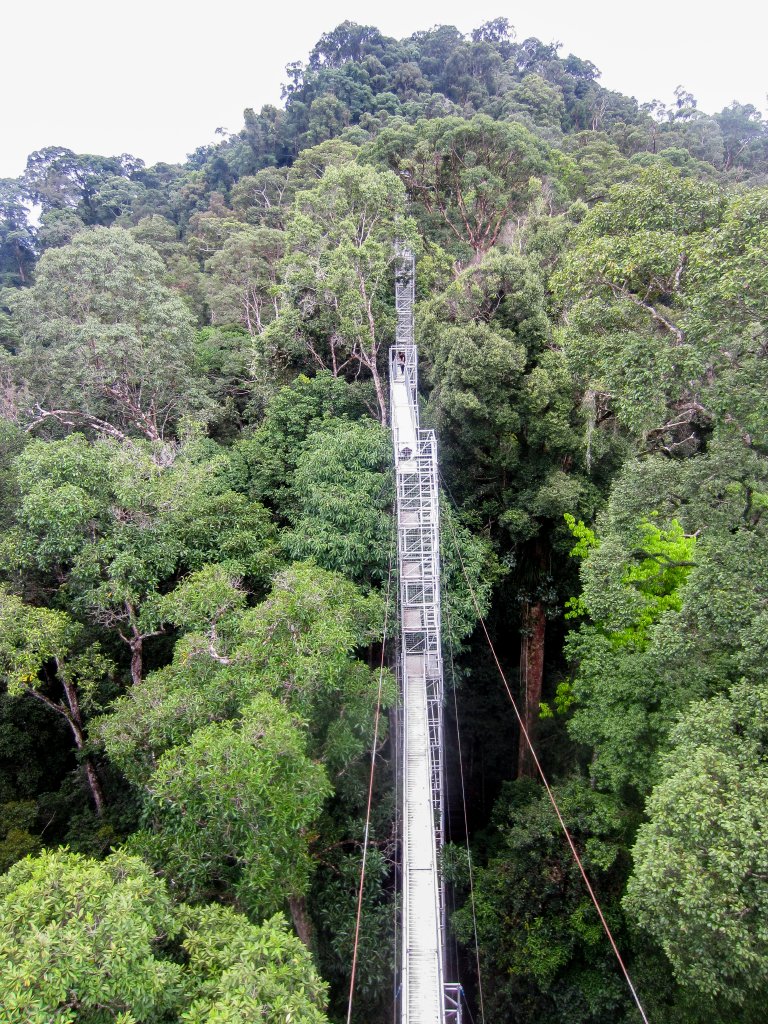Canopy Walkway