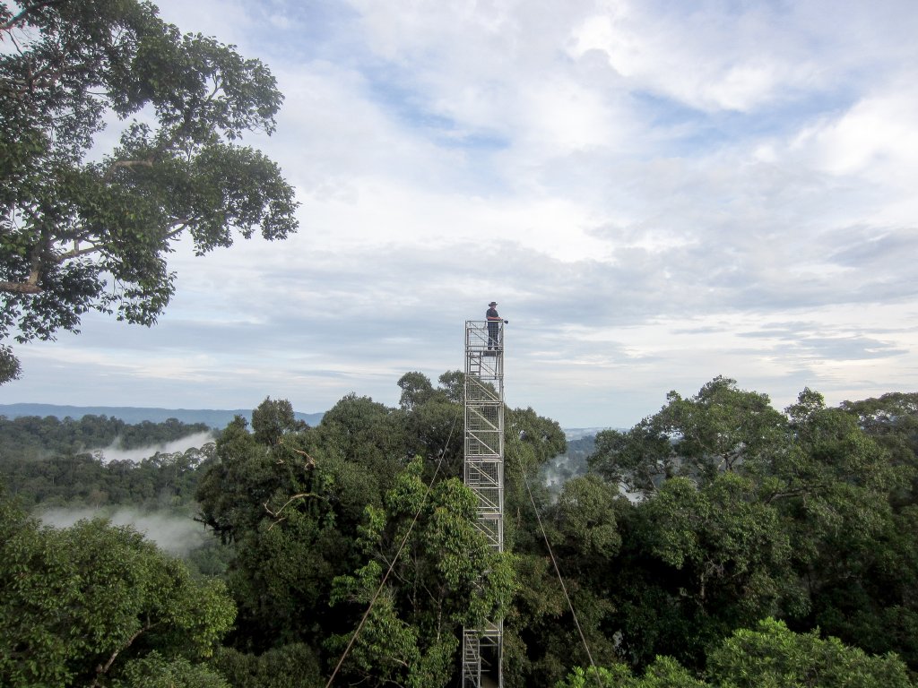 Canopy Walkway