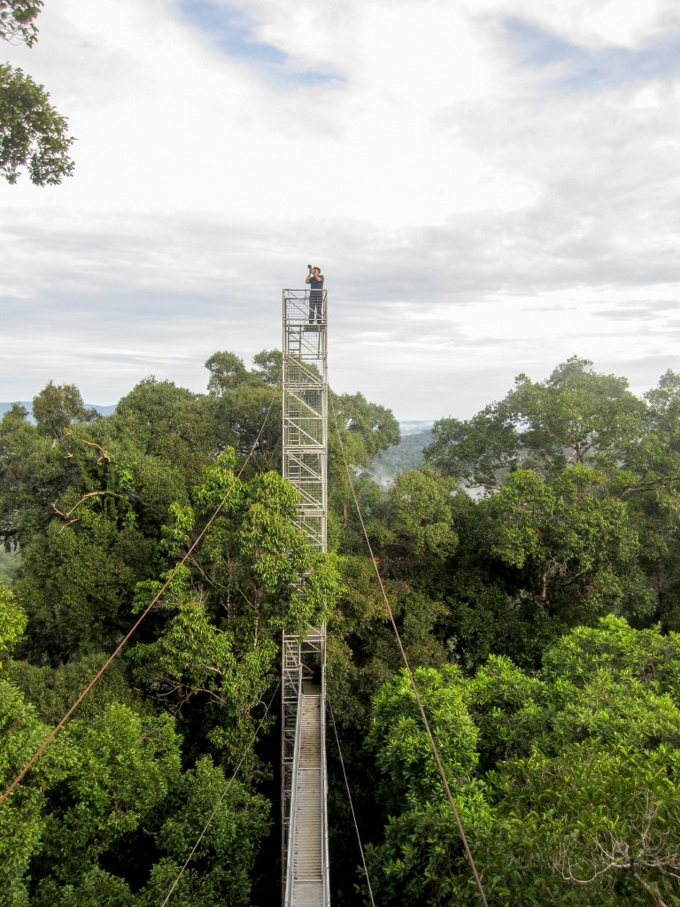 Canopy Walkway
