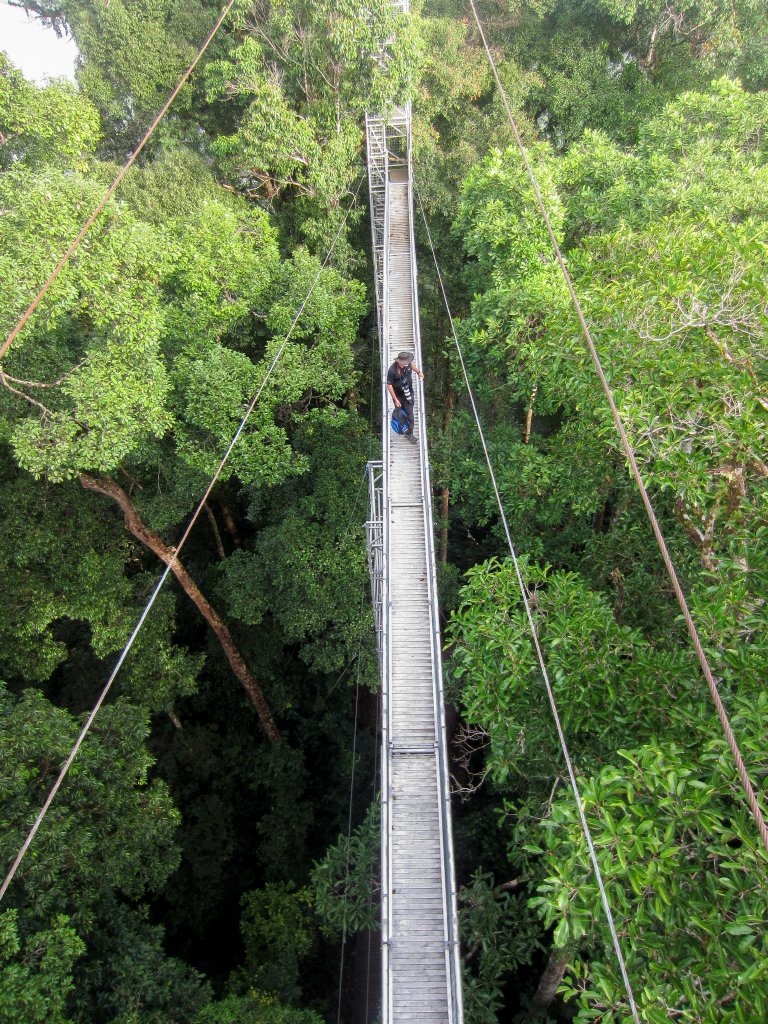 Canopy Walkway
