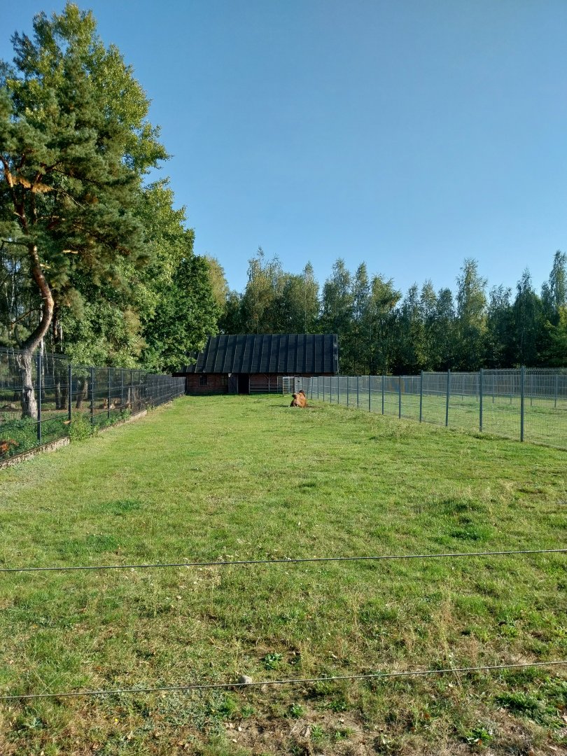 Canpol Zoo CzLuchow - Bactrian Camel (Camelus ferus f bactrianus)