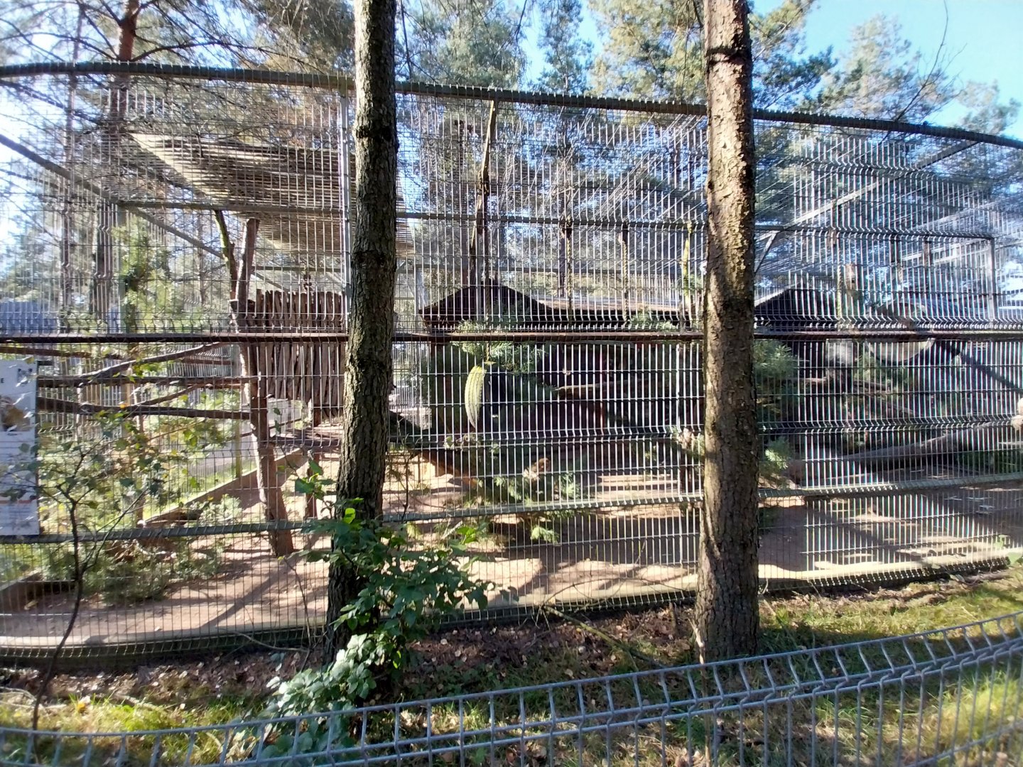 Canpol Zoo CzLuchow - Barbary Macaque (Macaca sylvana)
