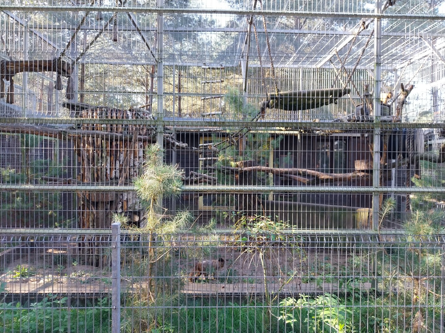 Canpol Zoo CzLuchow - Black-capped Capuchin (Sapajus apella)