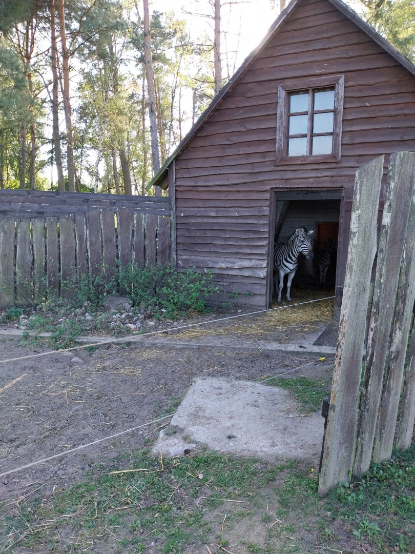 Canpol Zoo CzLuchow - Chapman's zebra (Equus quagga chapmani)