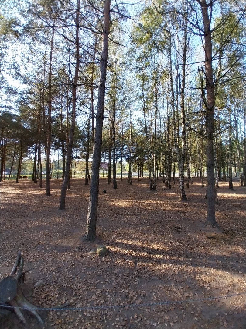 Canpol Zoo CzLuchow - Domestic horses