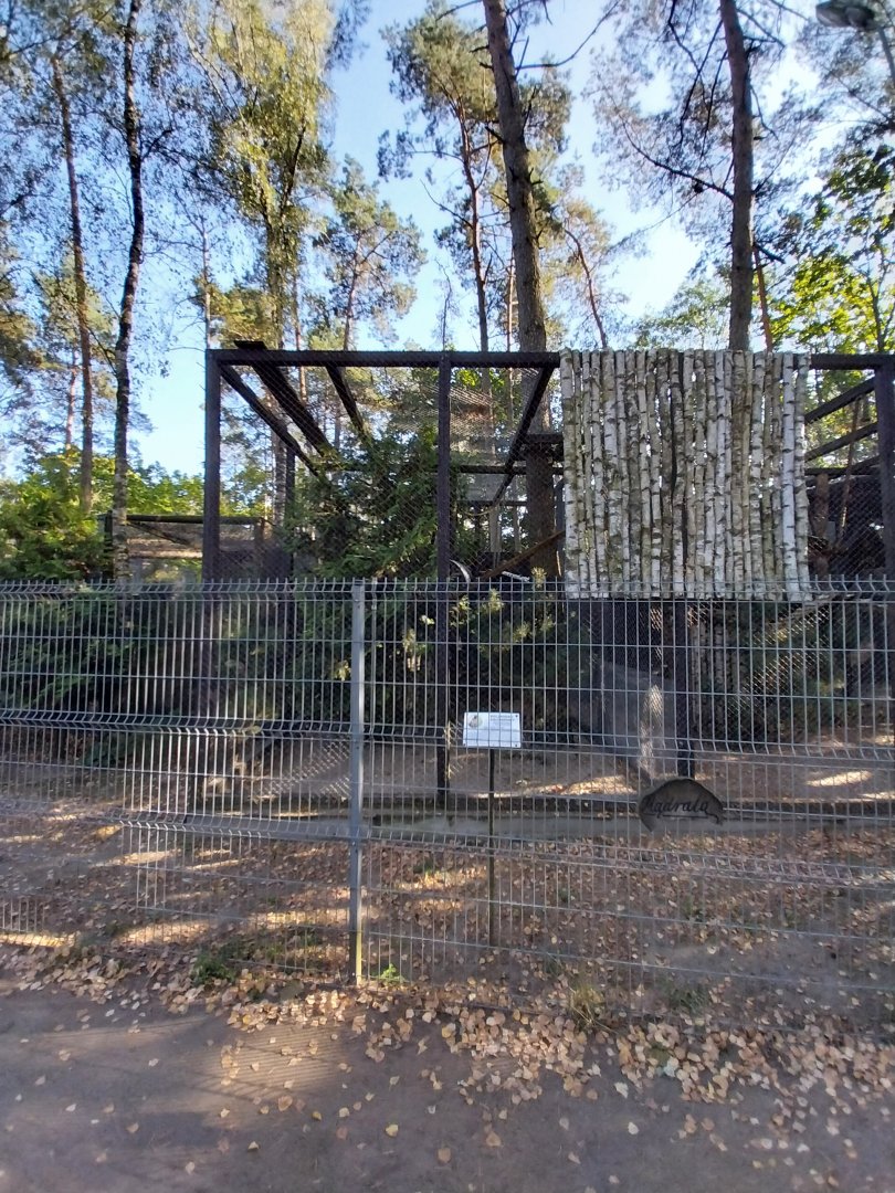 Canpol Zoo CzLuchow - Grivet Monkey (Chlorocebus aethiops)