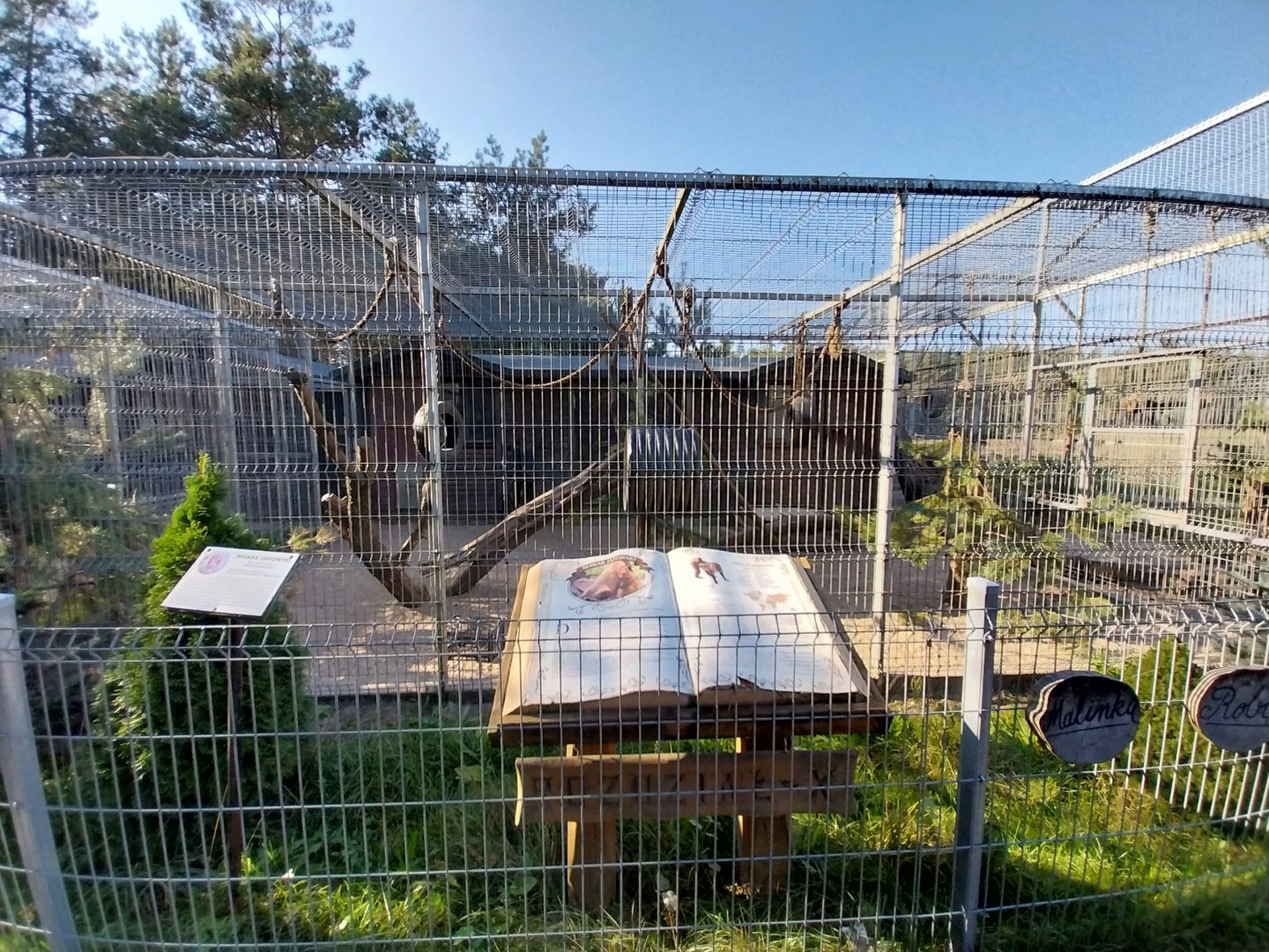 Canpol Zoo CzLuchow - Japanese Macaque (Macaca fuscata)