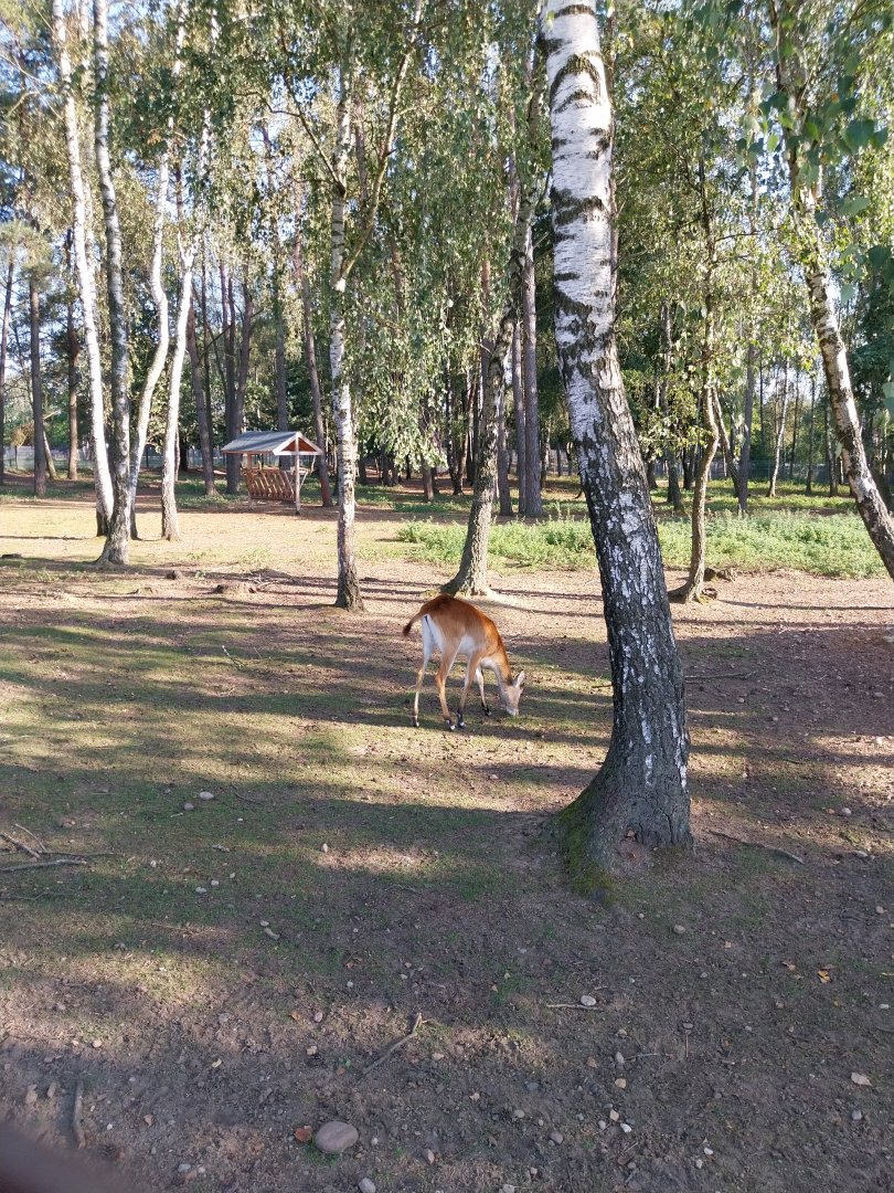 Canpol Zoo CzLuchow - Kafue Lechwe (Kobus leche kafuensis)