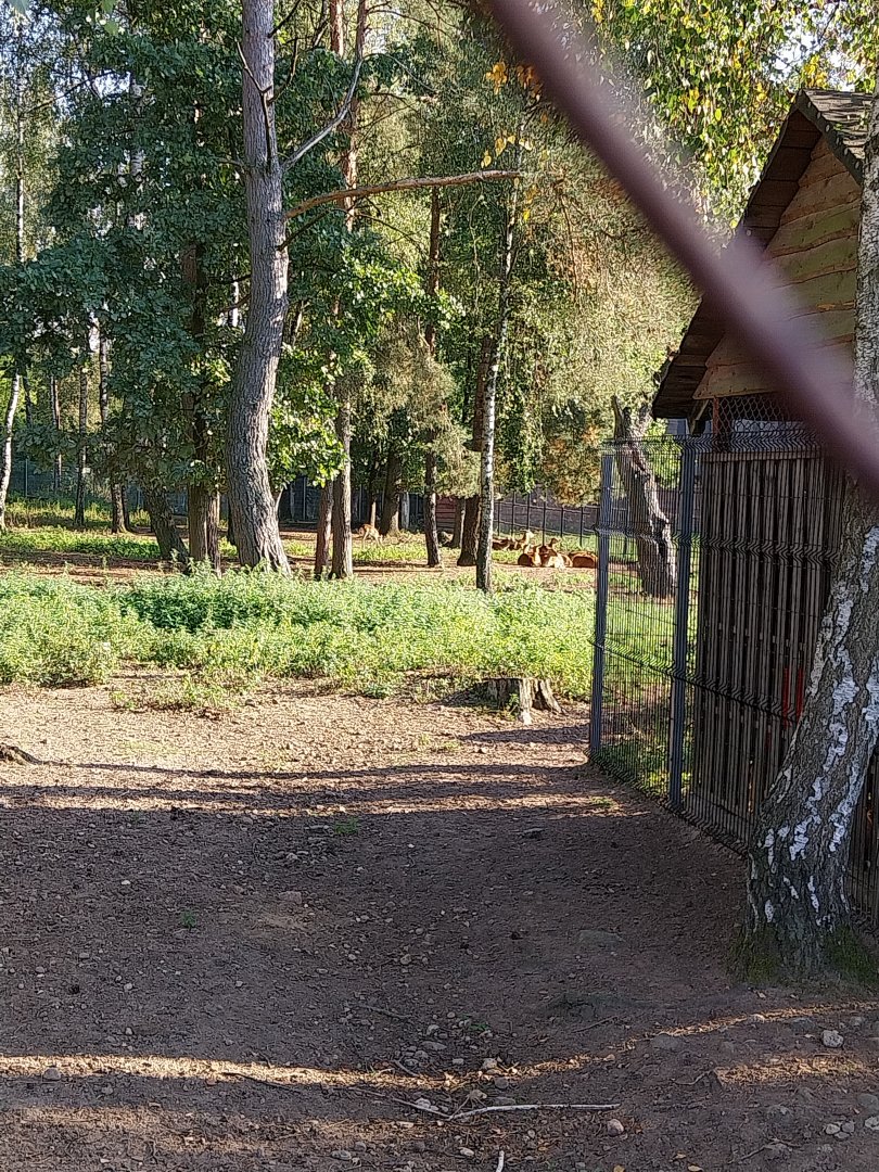 Canpol Zoo CzLuchow - Kafue Lechwe (Kobus leche kafuensis)