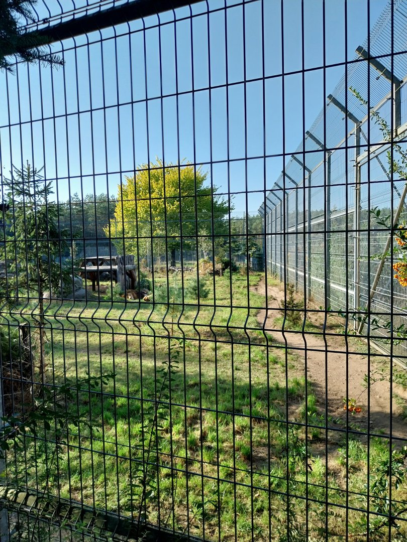 Canpol Zoo CzLuchow - Lion (Panthera leo) enclosure