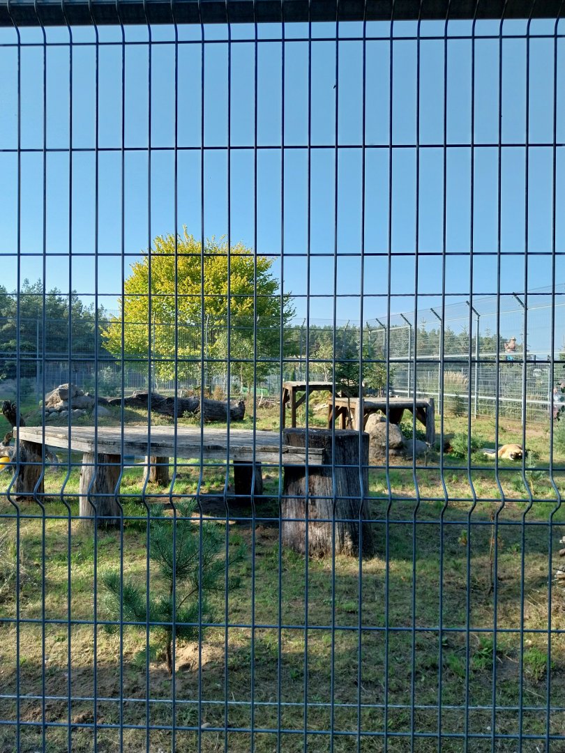 Canpol Zoo CzLuchow - Lion (Panthera leo) enclosure