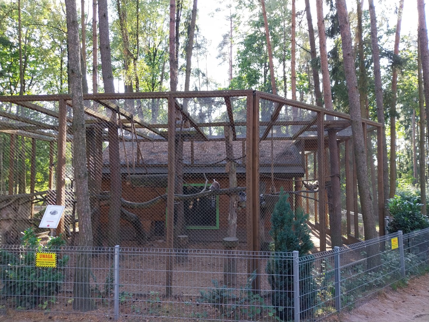 Canpol Zoo CzLuchow - Ring-tailed Lemur (Lemur catta)