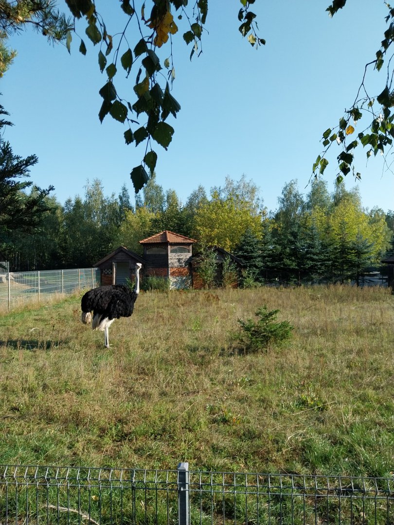 Canpol Zoo CzLuchow - Second area - Common ostrich (Struthio camelus)