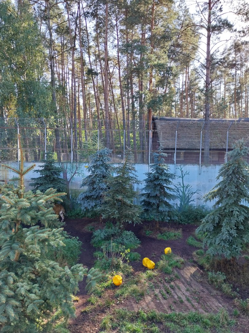 Canpol Zoo CzLuchow - Siberian Tiger (Panthera tigris altaica) pit
