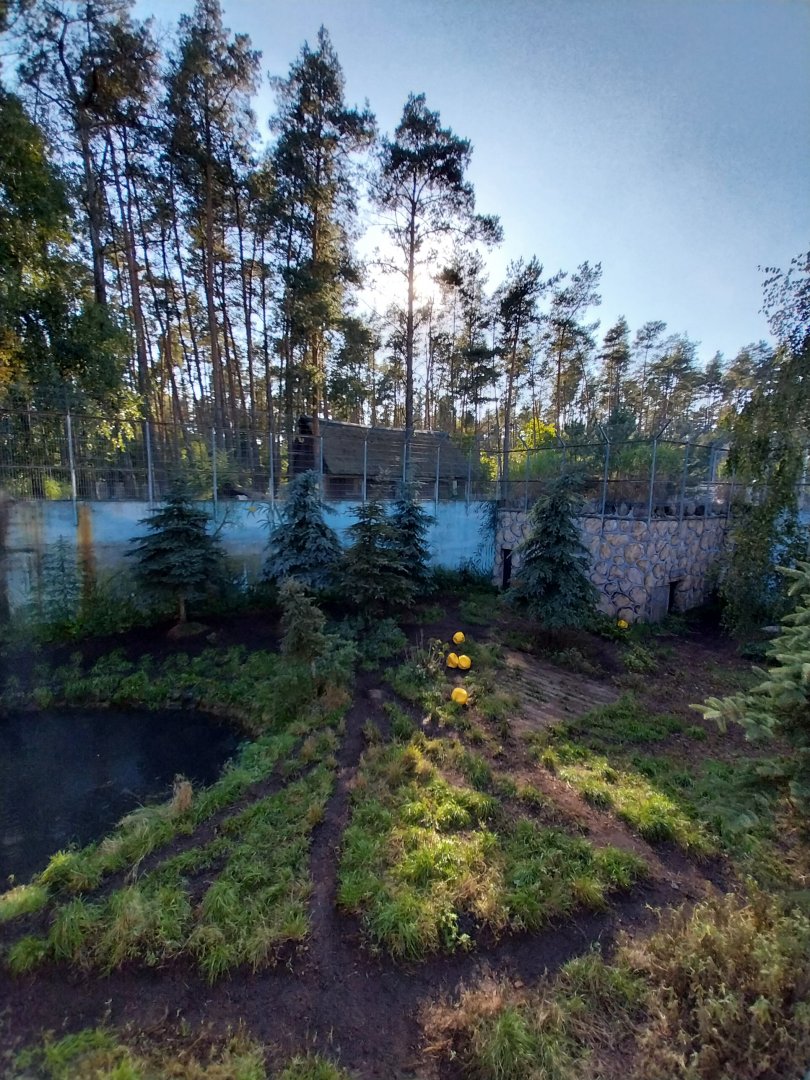 Canpol Zoo CzLuchow - Siberian Tiger (Panthera tigris altaica) pit