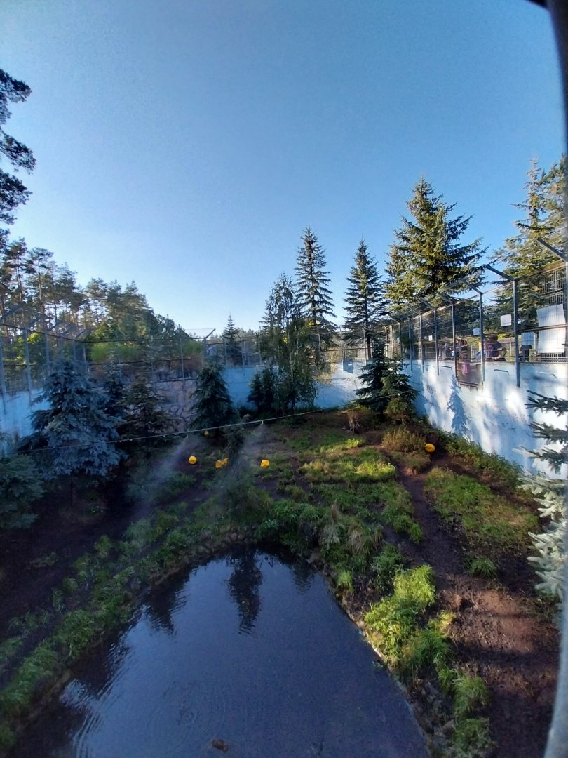 Canpol Zoo CzLuchow - Siberian Tiger (Panthera tigris altaica) pit