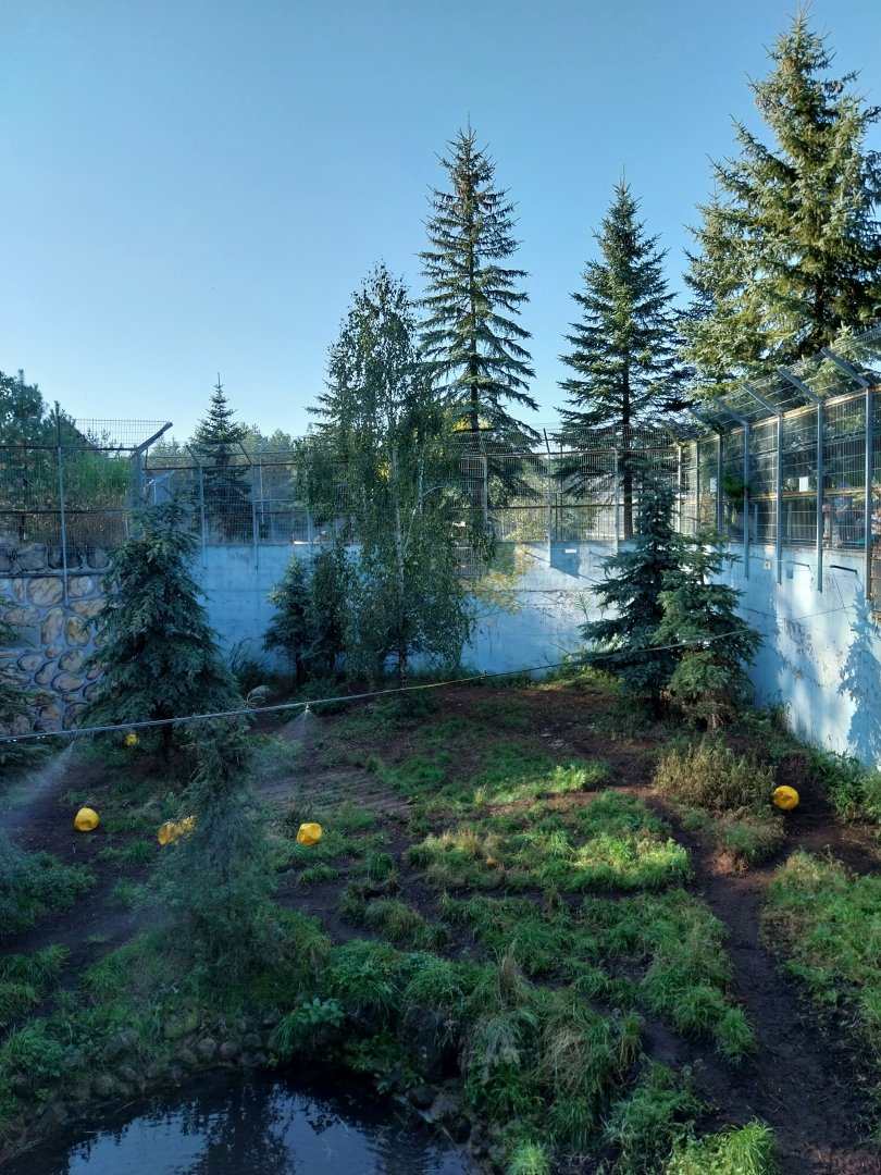 Canpol Zoo CzLuchow - Siberian Tiger (Panthera tigris altaica) pit