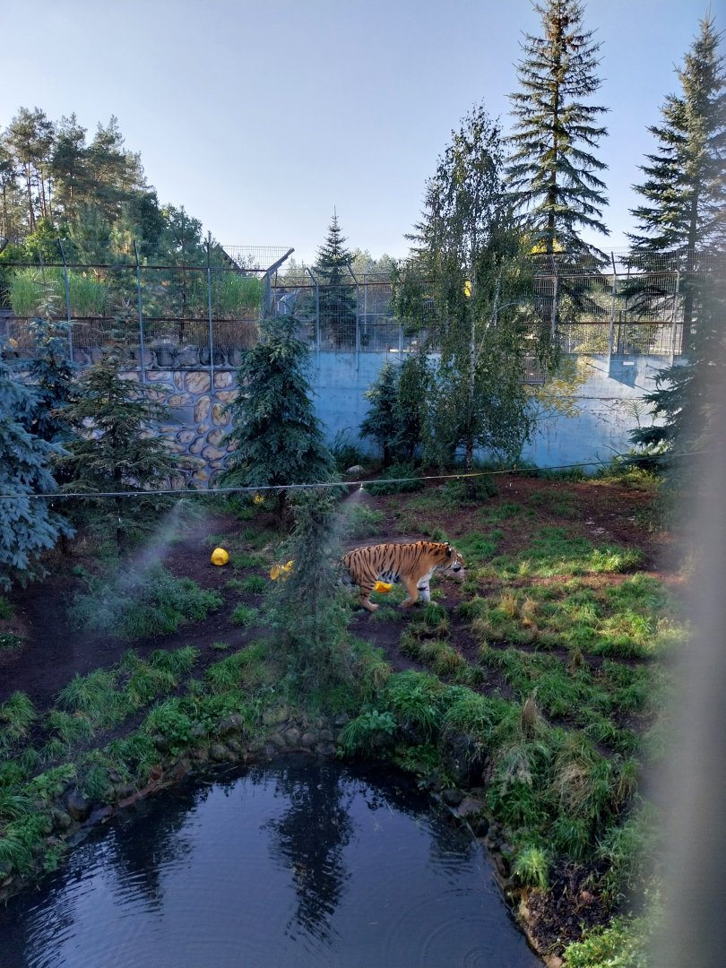 Canpol Zoo CzLuchow - Siberian Tiger (Panthera tigris altaica) pit