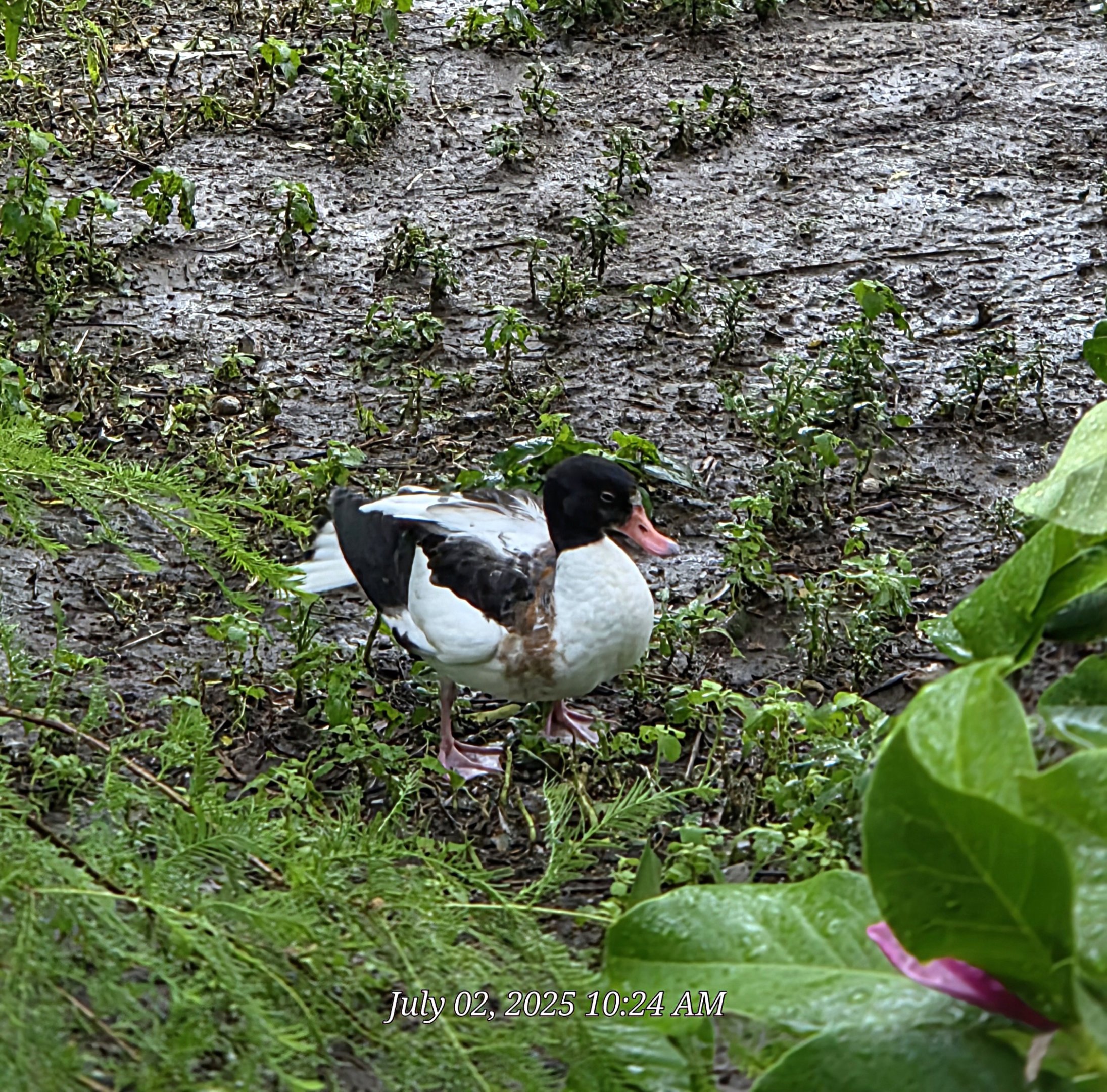 Can't identity this duck-does anyone know?