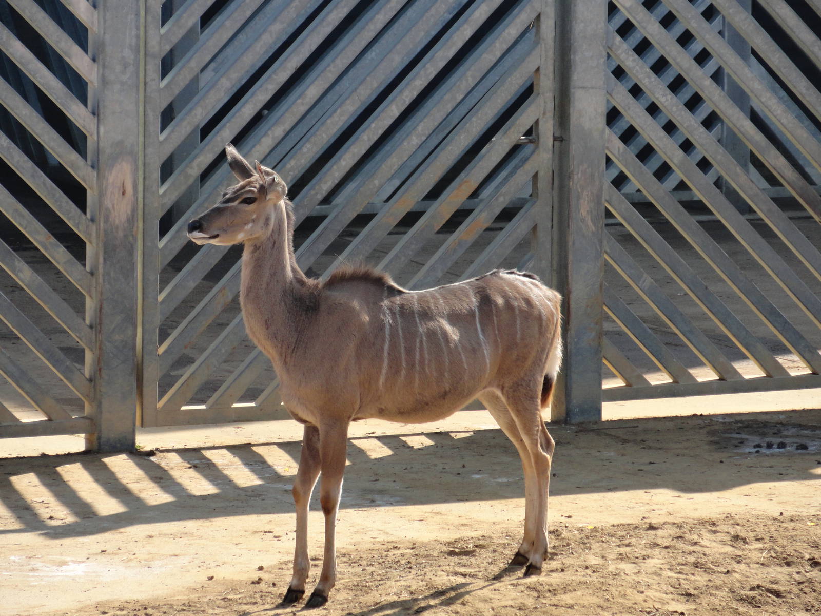 Can't remember the name, any help?