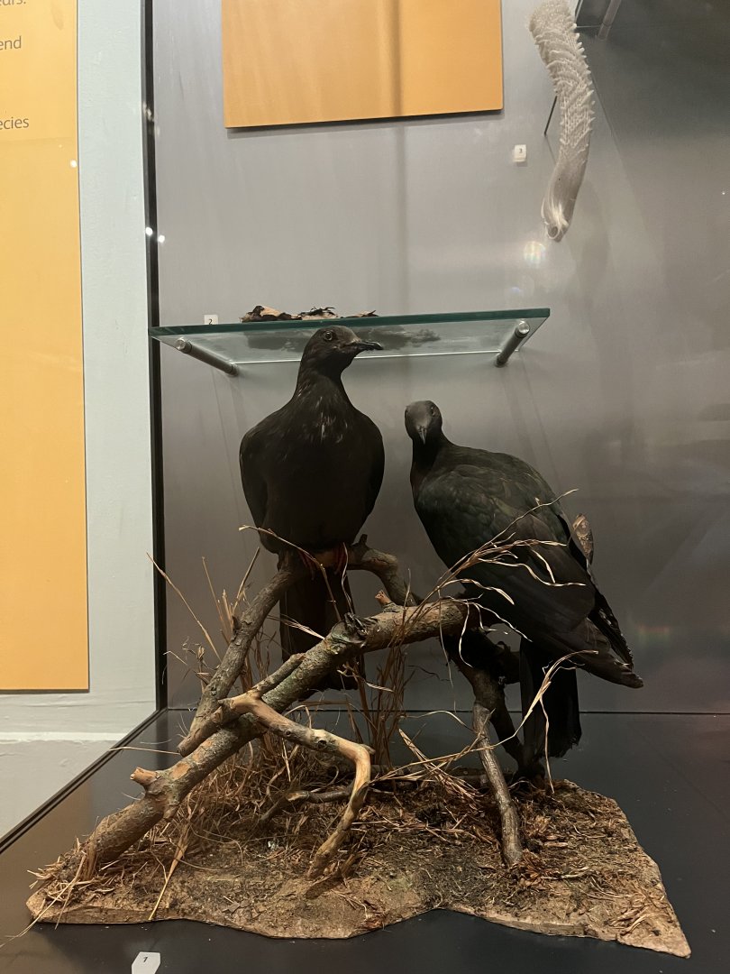 Can’t remember these birds? 29.7.23