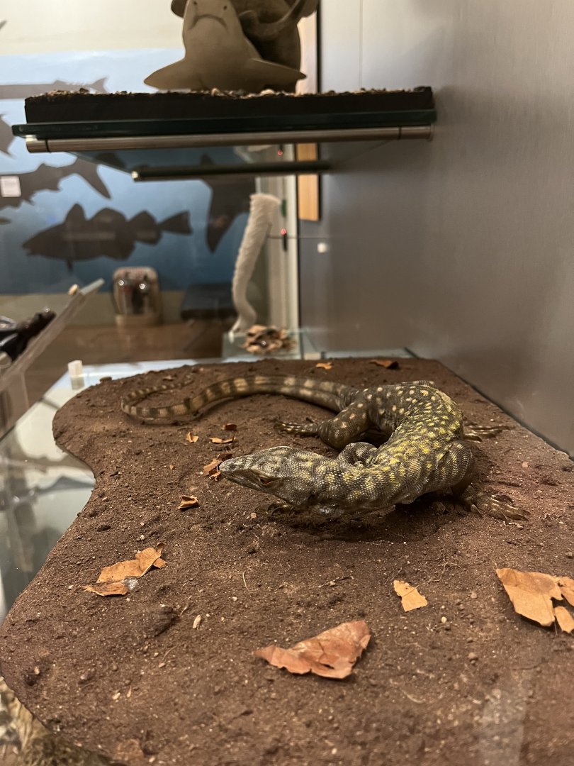 Can’t remember which type of monitor 29.7.23