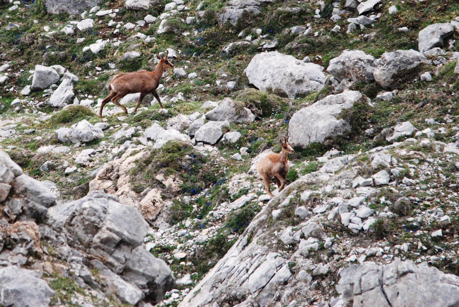 Cantabrian Chamois in the Picos de Europa NP, 12/06/15