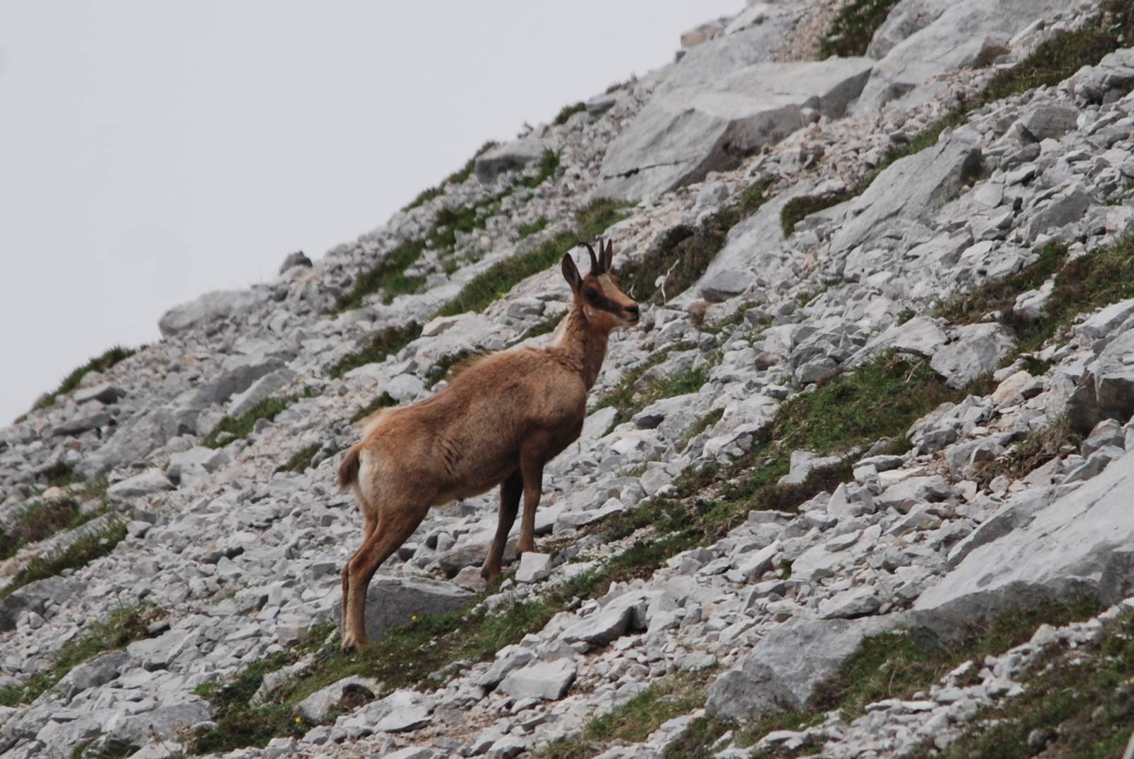 Cantabrian Chamois in the Picos de Europa NP, 12/06/15