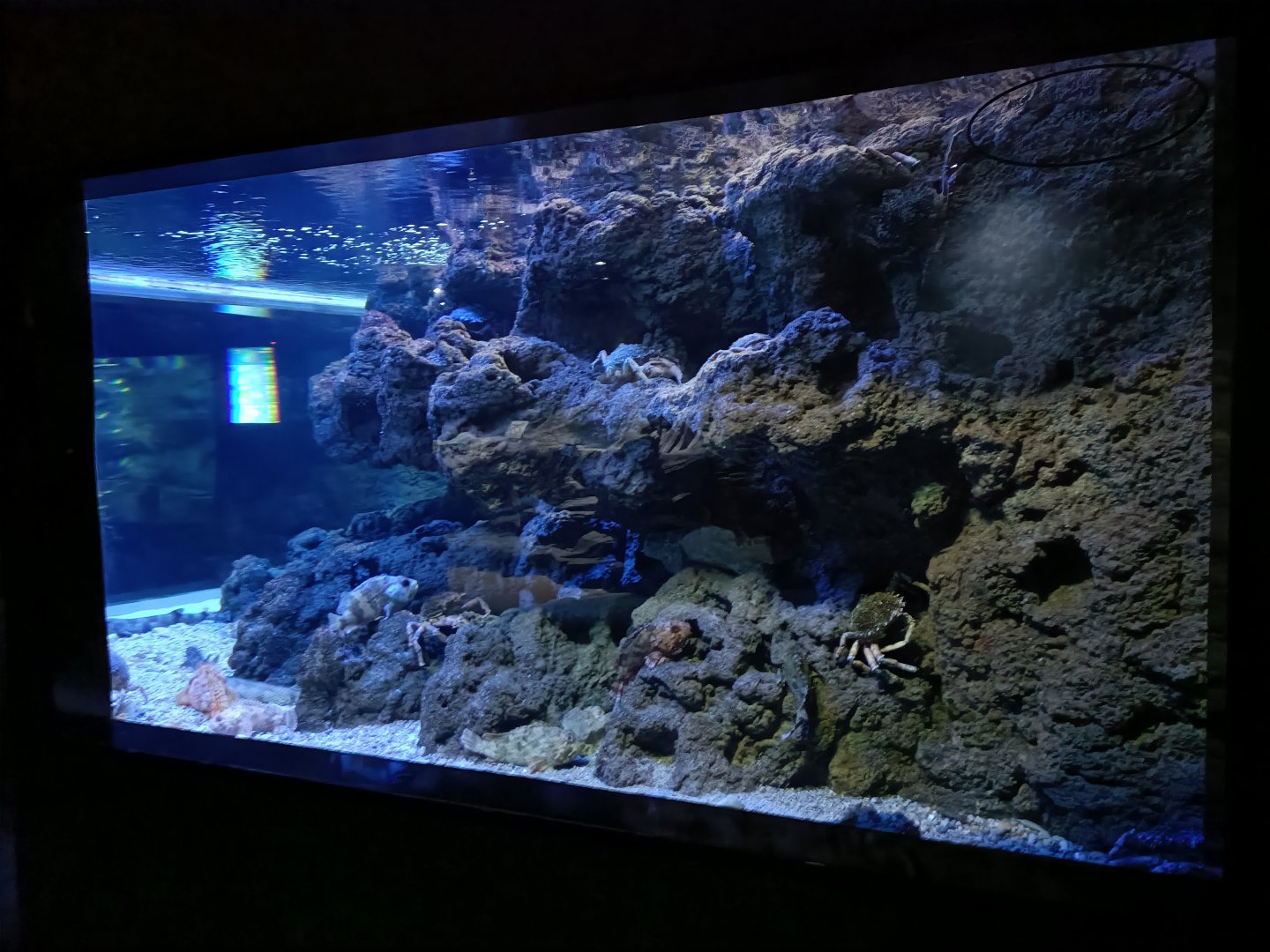 Cantabrian sea exhibit - Bioparc Acuario de Gijón