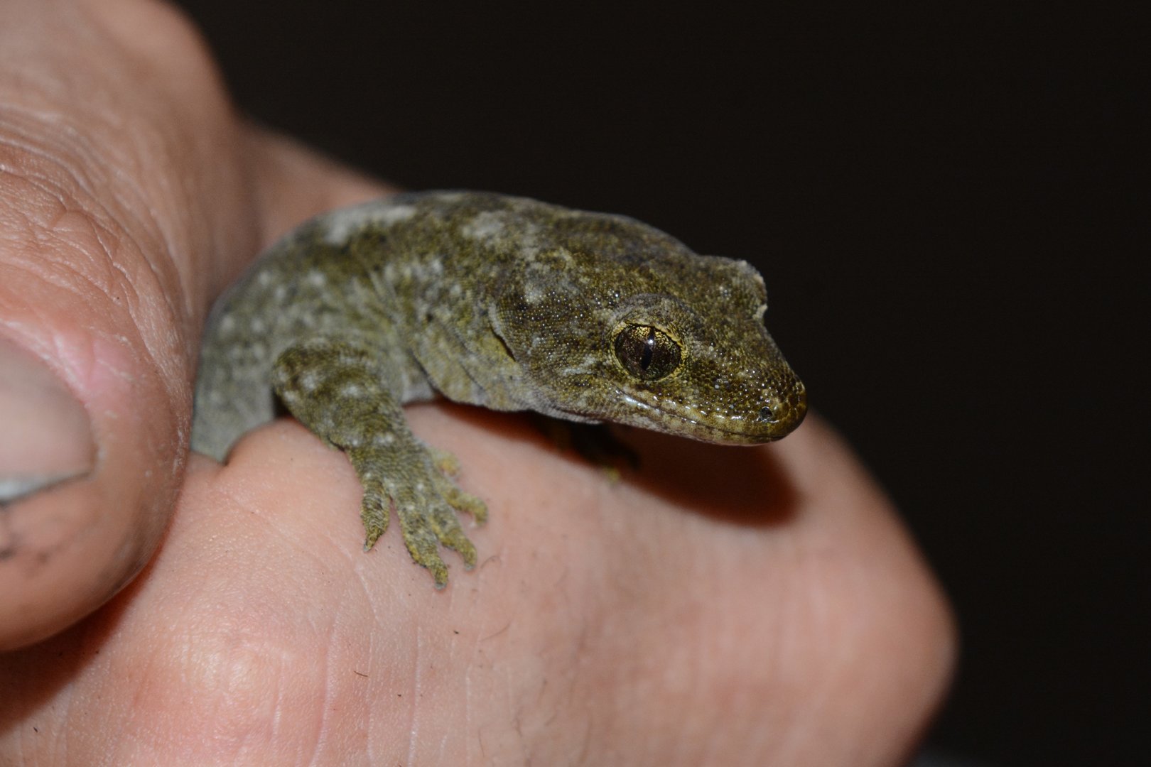 Canterbury gecko (Woodworthia brunnea)