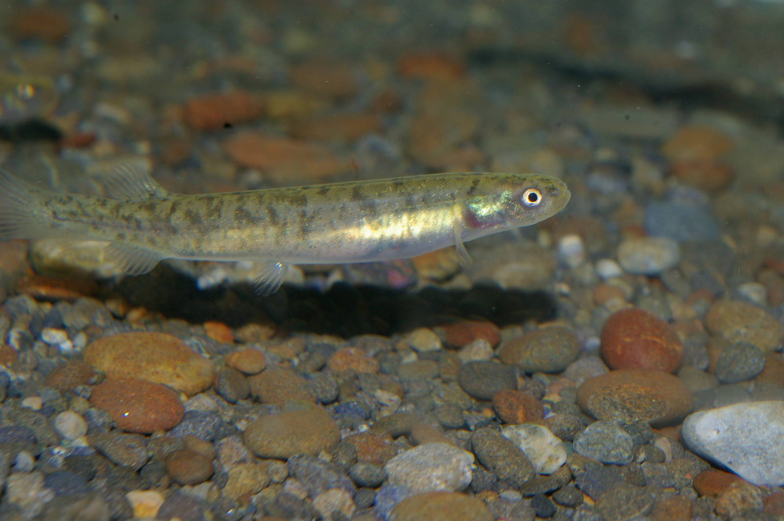 Canterbury mudfish (Neochanna burrowsius)