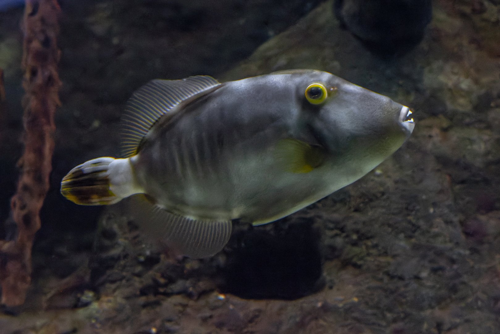 Cantherhines dumerilii? - Zoo Lodz