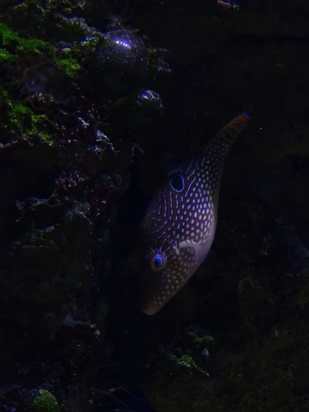Canthigaster compressa or C. solandri