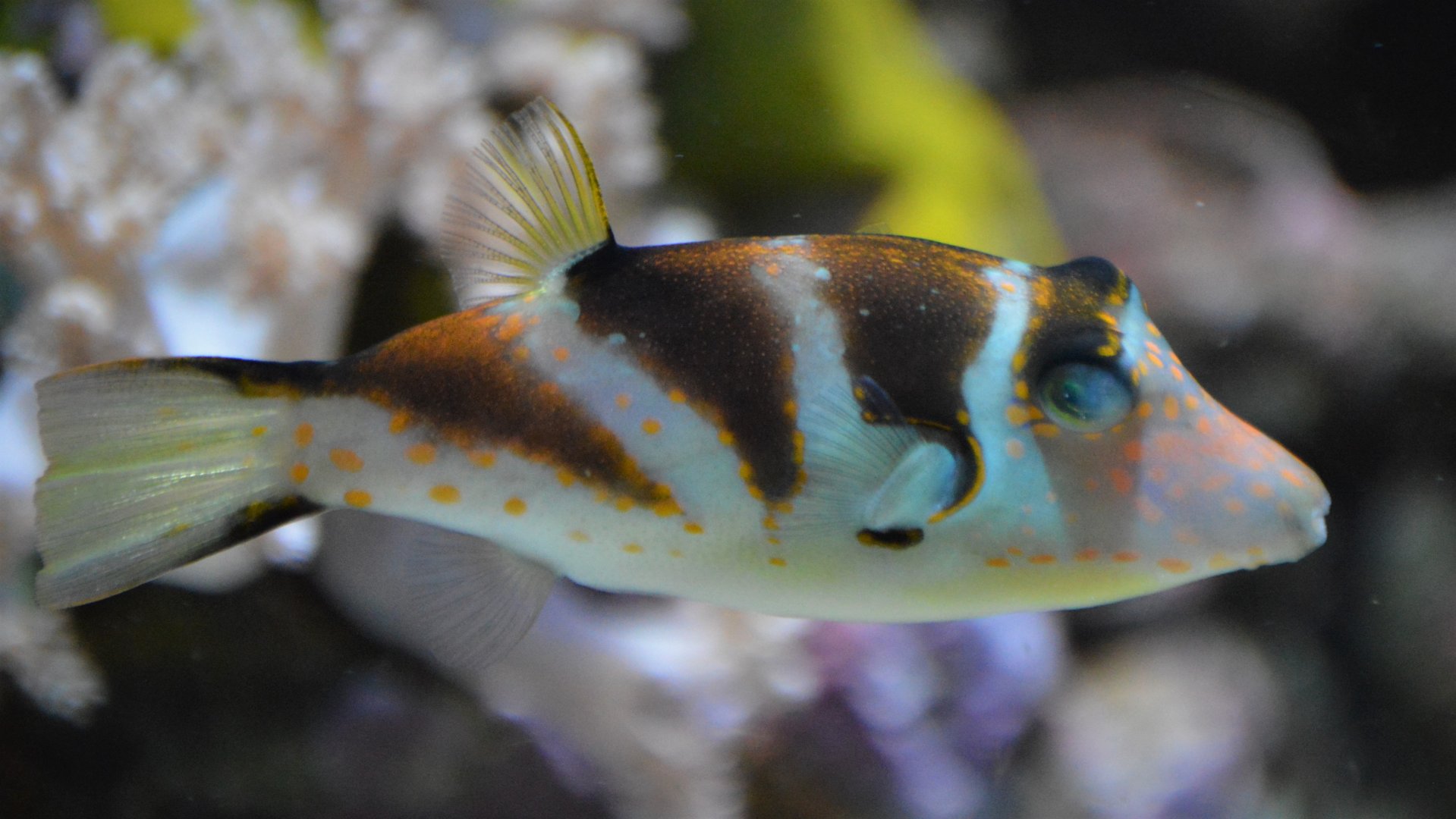 Canthigaster coronata
