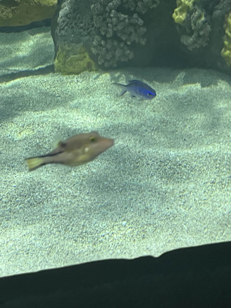 Canthigaster rostrata?