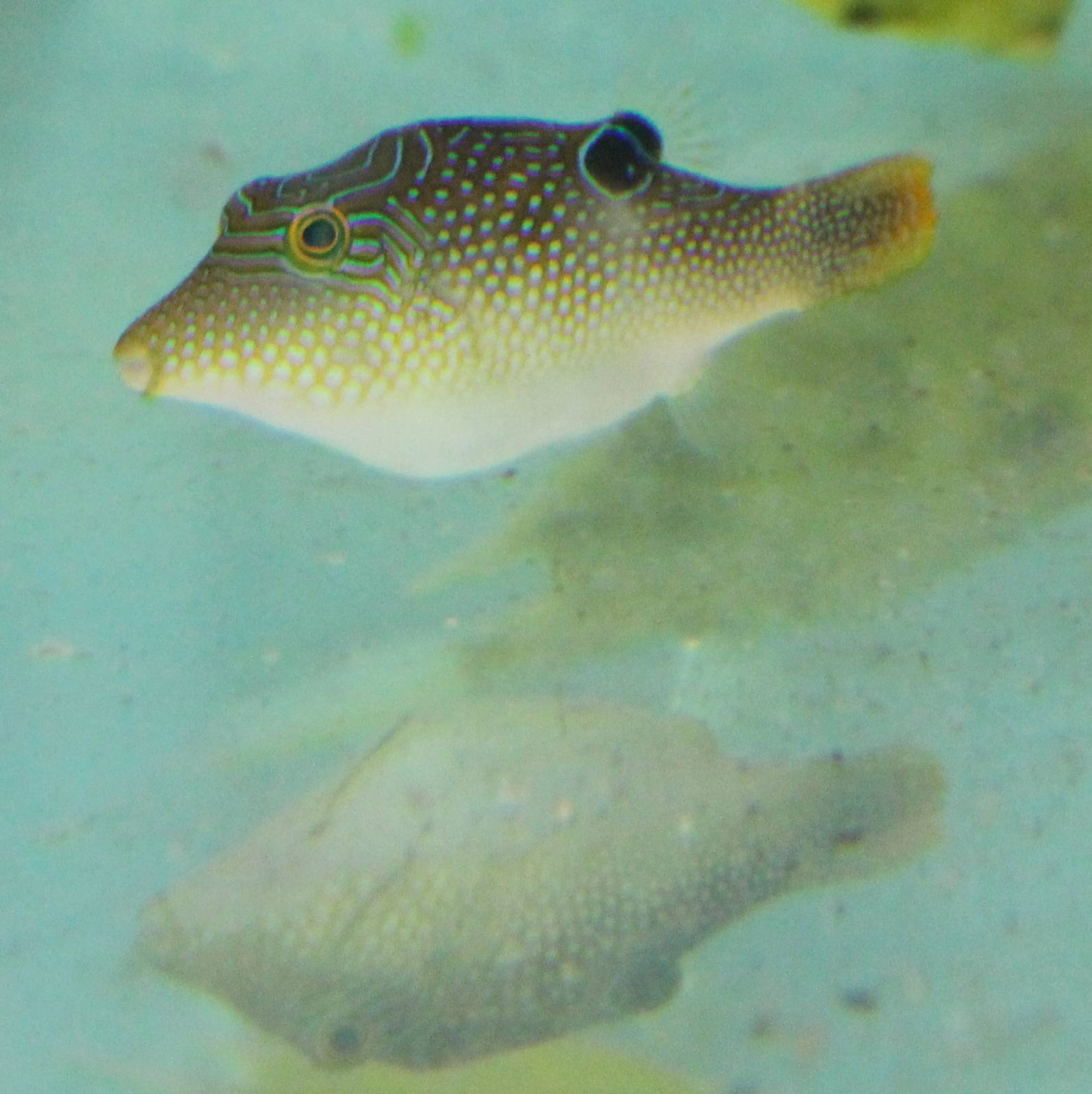 Canthigaster solandri