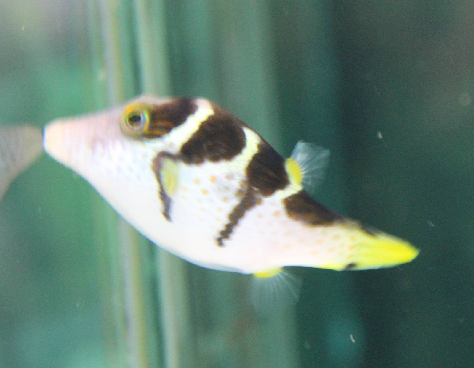 Canthigaster valentini